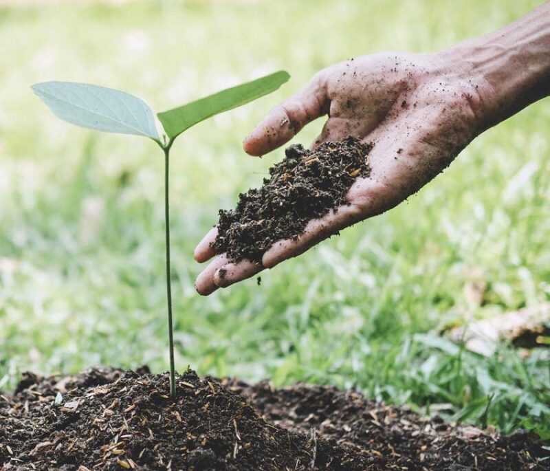 Miami-Dade County partners with One Tree Planted to increase urban forestry in neighborhoods with low tree canopy plantingtree 800x685 1