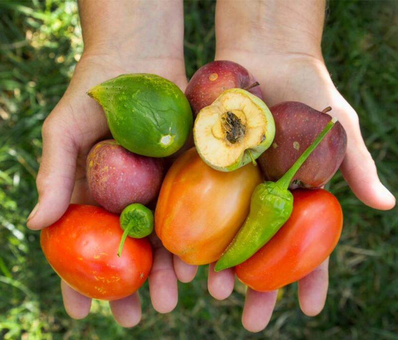 November is Farmers Month in Miami-Dade County! farmnovdadea 800x685 1