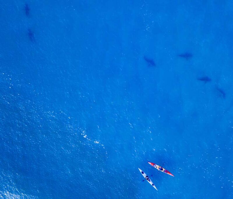 Florida’s Beaches Lead in Shark Attacks, Storm Risks tibuplebec 800x685 1